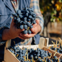 Los agricultores preocupados por "no poder cubrir los costes de producción en la vendimia"