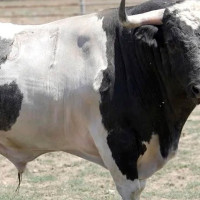 Grave cogida en unos festejos taurinos en Extremadura