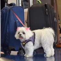 Si viajas con tu mascota por Europa debes saber esto