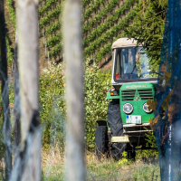 Denuncian "pérdidas de 1.500 M€ para los viticultores en esta vendimia"