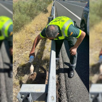 Rescatan a un buitre leonado en la A-5 a su paso por Extremadura