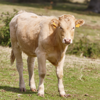 Unión de Uniones pide al Gobierno que "se tome más en serio la sanidad animal"