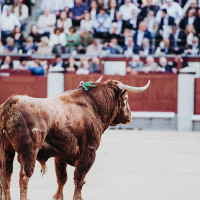 La entrada gratis para niños a novilladas "vulnera la Ley de Espectáculos de Extremadura"