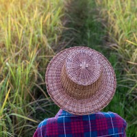 Medidas ante la pudenta: podría ocasionar importantes daños en el arroz de Badajoz