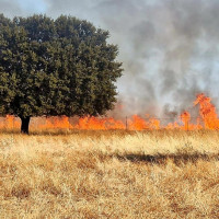 Un nuevo incendio forestal se acerca peligrosamente al municipio de Valdecaballeros (BA)