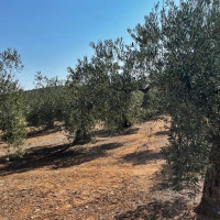 La ola de calor afecta al olivar reduciendo la producción de aceitunas para esta campaña en Extremadura