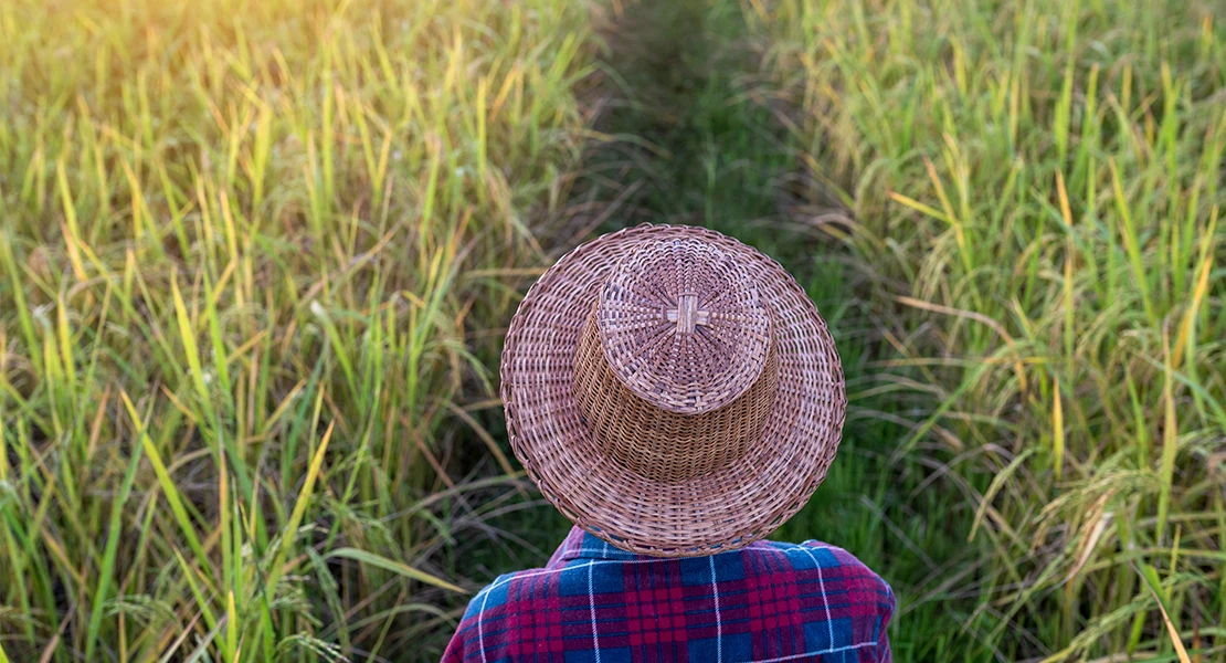 Medidas ante la pudenta: podría ocasionar importantes daños en el arroz de Badajoz