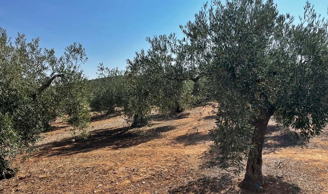 La ola de calor afecta al olivar reduciendo la producción de aceitunas para esta campaña en Extremadura