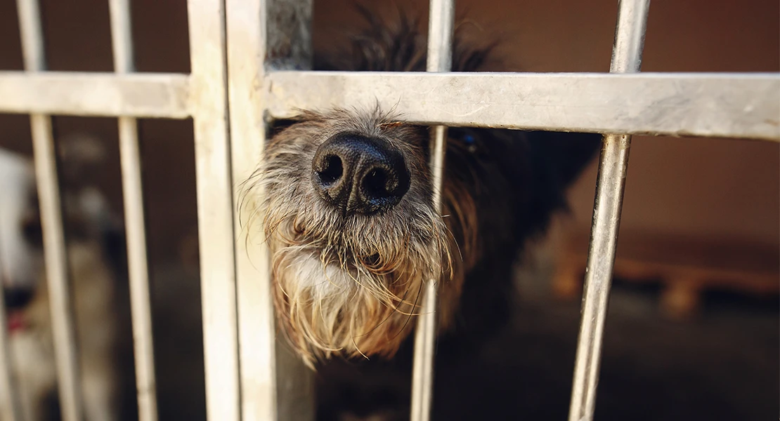 Un año en vigor la Ley de Bienestar Animal: ¿ha servido para algo?