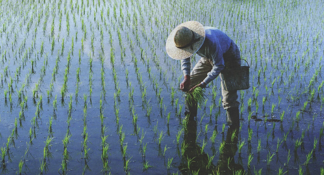 Denunciarán ante el Aica el incumplimiento de condiciones en la campaña del arroz en Extremadura