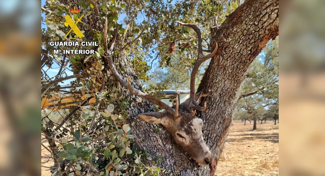 Operación contra la caza furtiva en Extremadura: matan a un ciervo y lo ocultan tras una encina