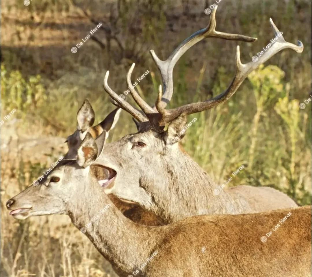 Imágenes inéditas de la berrea en Extremadura