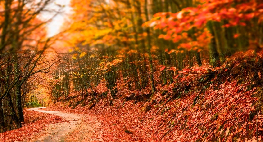 Proyección internacional para el Otoño Mágico del Valle del Ambroz