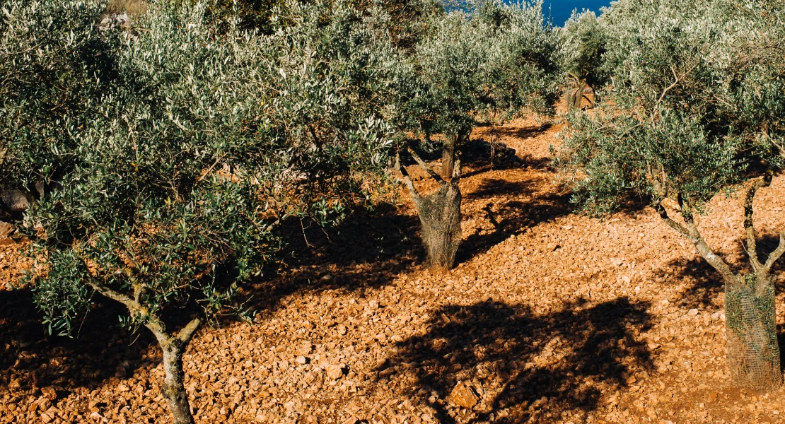 Fechas importantes para los agricultores: se abre el plazo para suscribir diferentes seguros