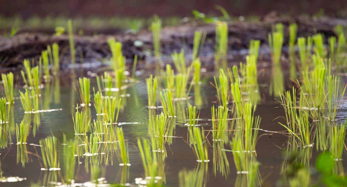 Cita importante para los agricultores este jueves: alternativas para el cultivo del arroz