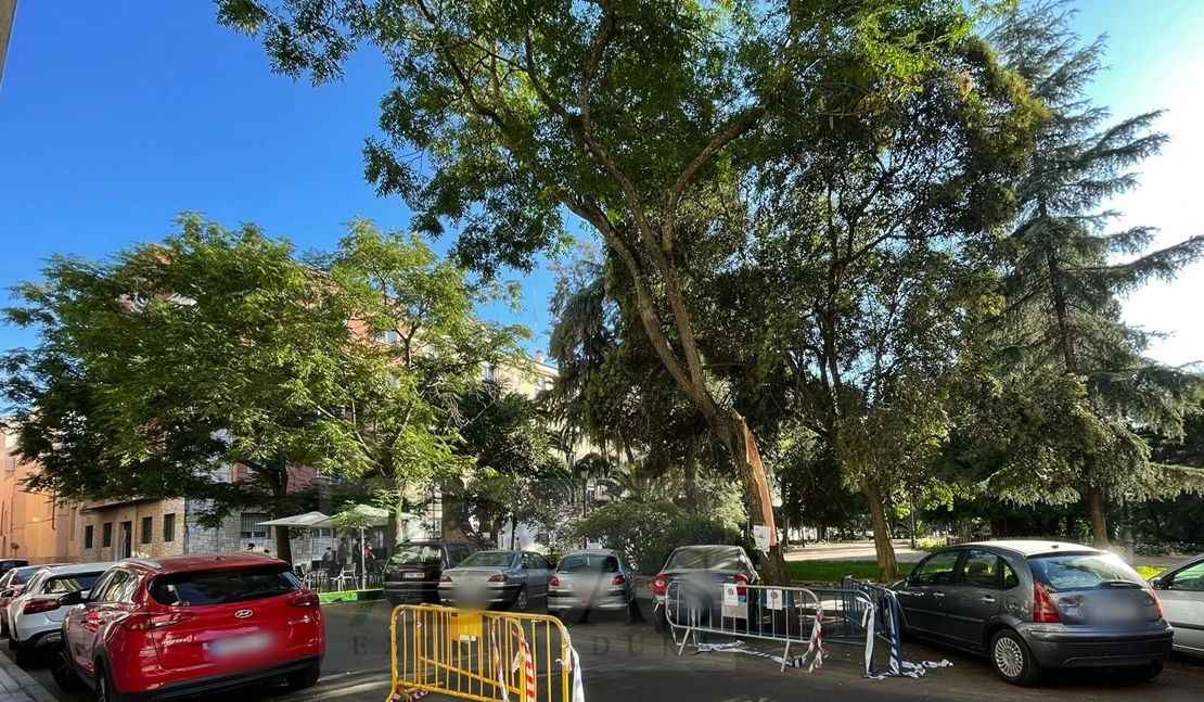 Coches en peligro por la posible caída de un árbol del parque de Castelar