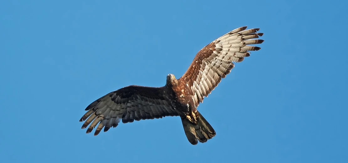 Es momento de migración de las aves