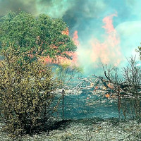 Incendio forestal entre Plasencia y Carcaboso