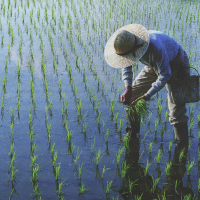 Denunciarán el incumplimiento de condiciones en la campaña del arroz en Extremadura