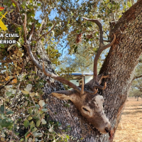 Operación contra la caza furtiva en Extremadura: matan a un ciervo y lo ocultan tras una encina