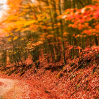 Proyección internacional para el Otoño Mágico del Valle del Ambroz