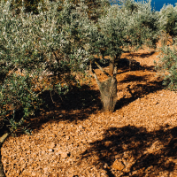 Fechas importantes para los agricultores: se abre el plazo para suscribir diferentes seguros