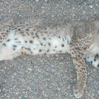 Extremadura pierde un lince ibérico: ¿qué ha ocurrido?