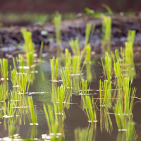 Cita importante para los agricultores este jueves: alternativas para el cultivo del arroz