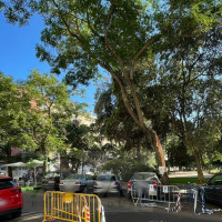 Coches en peligro por la posible caída de un árbol del parque de Castelar