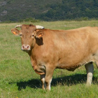 Reclaman a la Junta vacunas y ayudas urgentes para los ganaderos por la lengua azul