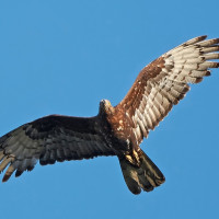 Es momento de migración de las aves