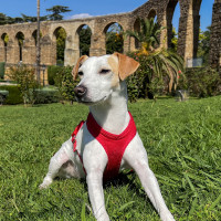 El perro influencer más famoso de España recorre Extremadura para promocionarla