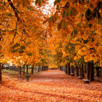 Las mejores actividades para hacer en otoño en el norte de Extremadura