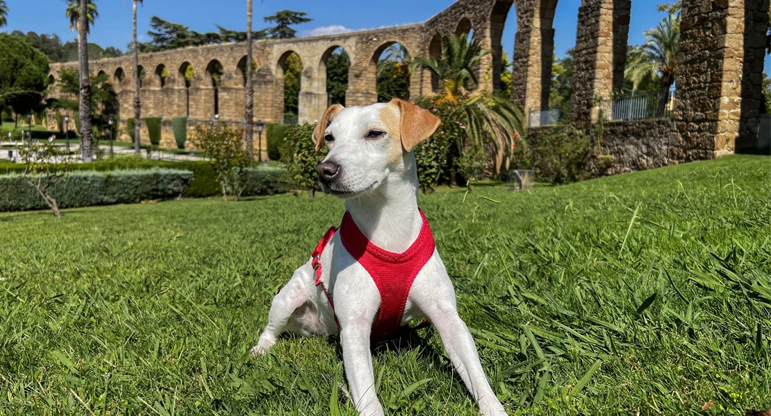 El perro influencer más famoso recorre Extremadura para promocionarla