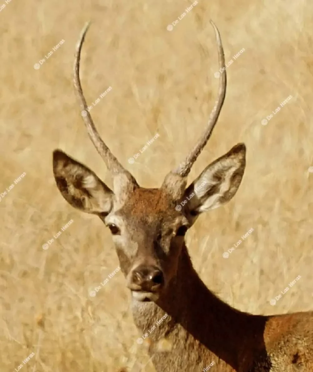 Imágenes inéditas de la berrea en Extremadura