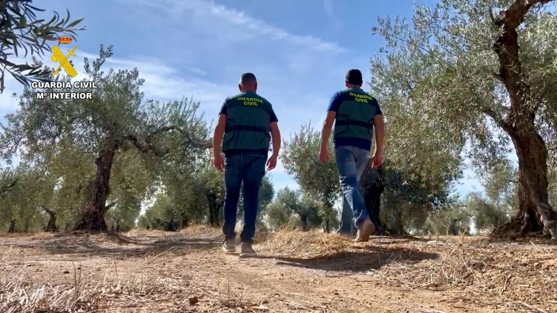 Operación MASLINE en Extremadura: varios detenidos por el hurto de 5.000 kilos de aceitunas