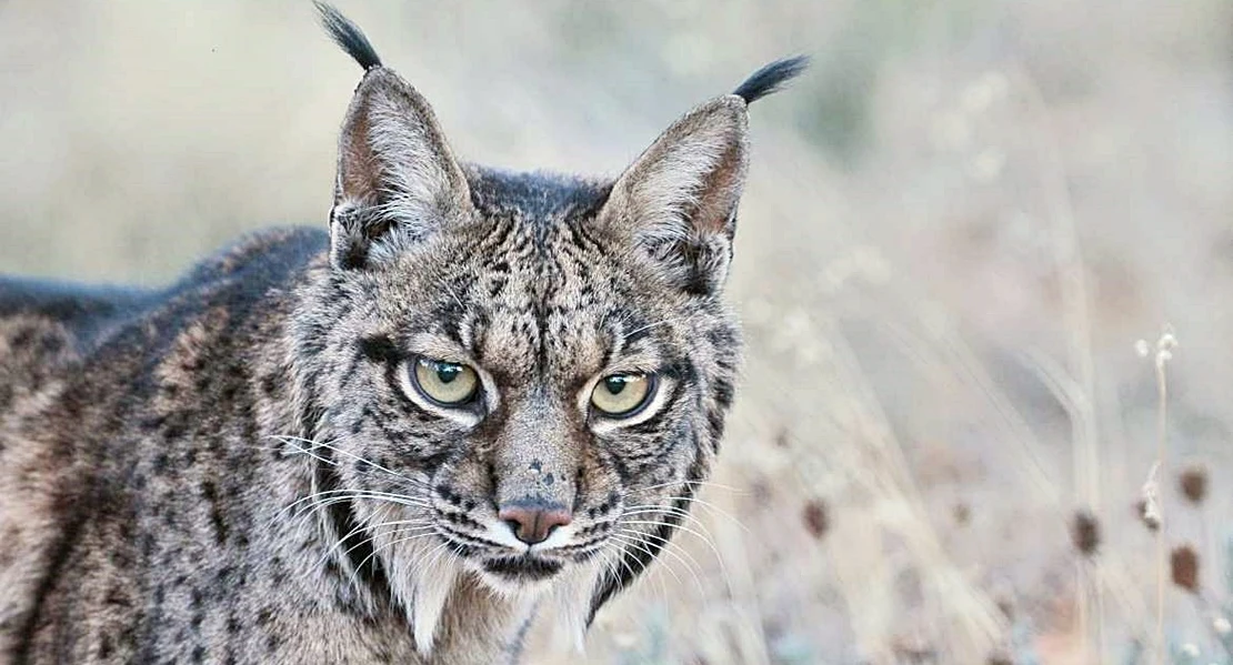 España suspende: "más de 15 años de retraso para elaborar un Catálogo de Hábitats en Peligro de Desaparición"