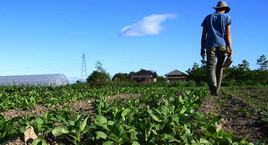 UPA sobre la falta de trabajadores en el campo: "hay que contratar migrantes"