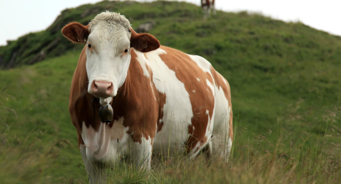 La Junta de Extremadura reserva un millón más de dosis contra el serotipo 3 de la lengua azul