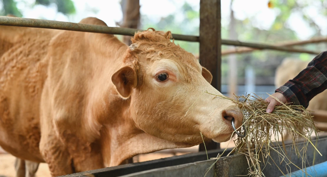 CICYTEX impartirá unas jornadas de I+D sobre sanidad, alimentación animal y calidad de carne