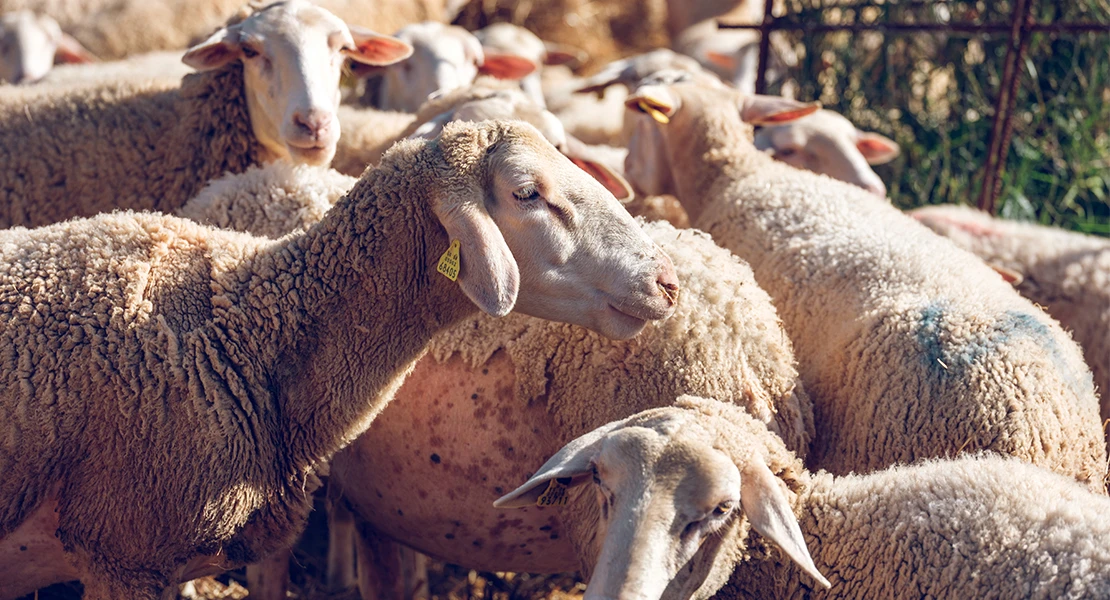 Hay 5 nuevos focos de lengua azul en Extremadura, dos de ellos de los más mortíferos