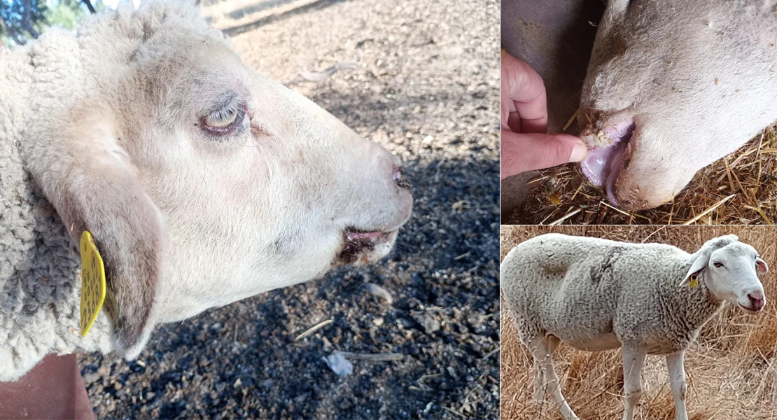 Un ganadero extremeño muestra a JUEX el dramático estado de los animales por la lengua azul