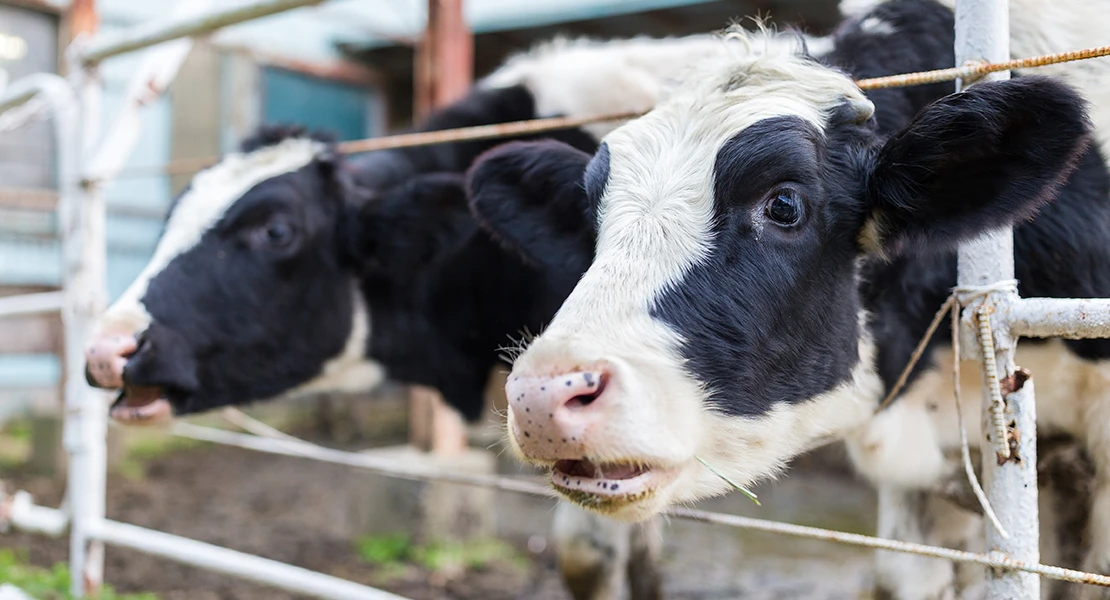 UPA vaticina un descenso de la producción de leche en lo que resta de 2024