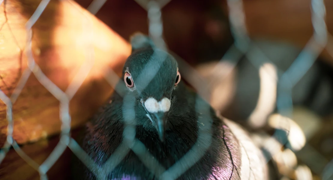 El Ayto. actúa contra la plaga de palomas en Badajoz