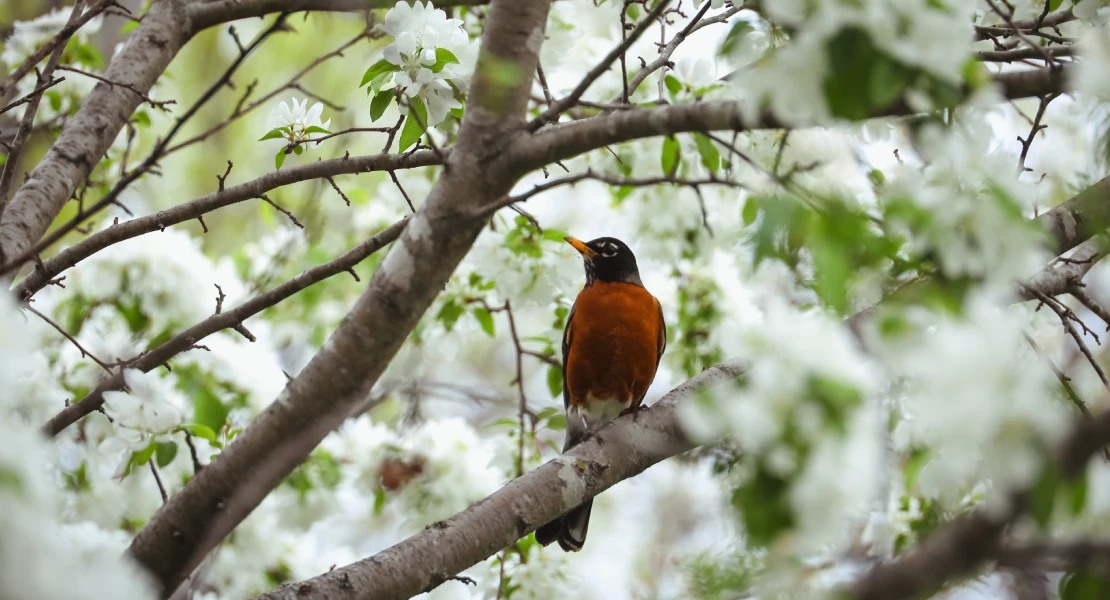 Estas son las medidas que pide SEO-Bird Life que se cumplan