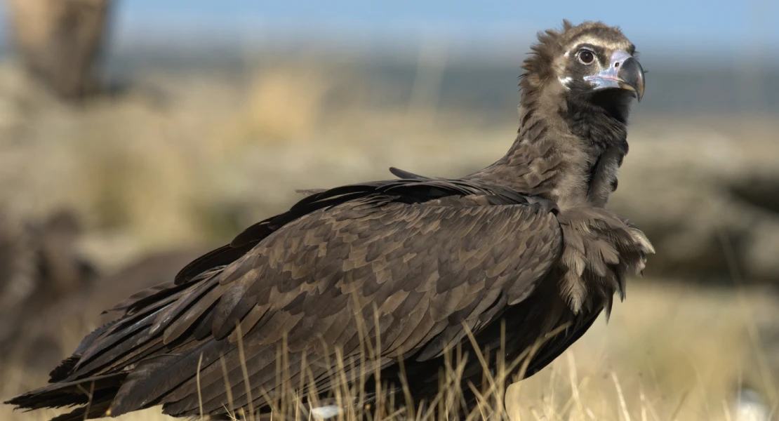 7 aves amenazadas en España: el llamamiento de SEO/BirdLife para proteger la especie