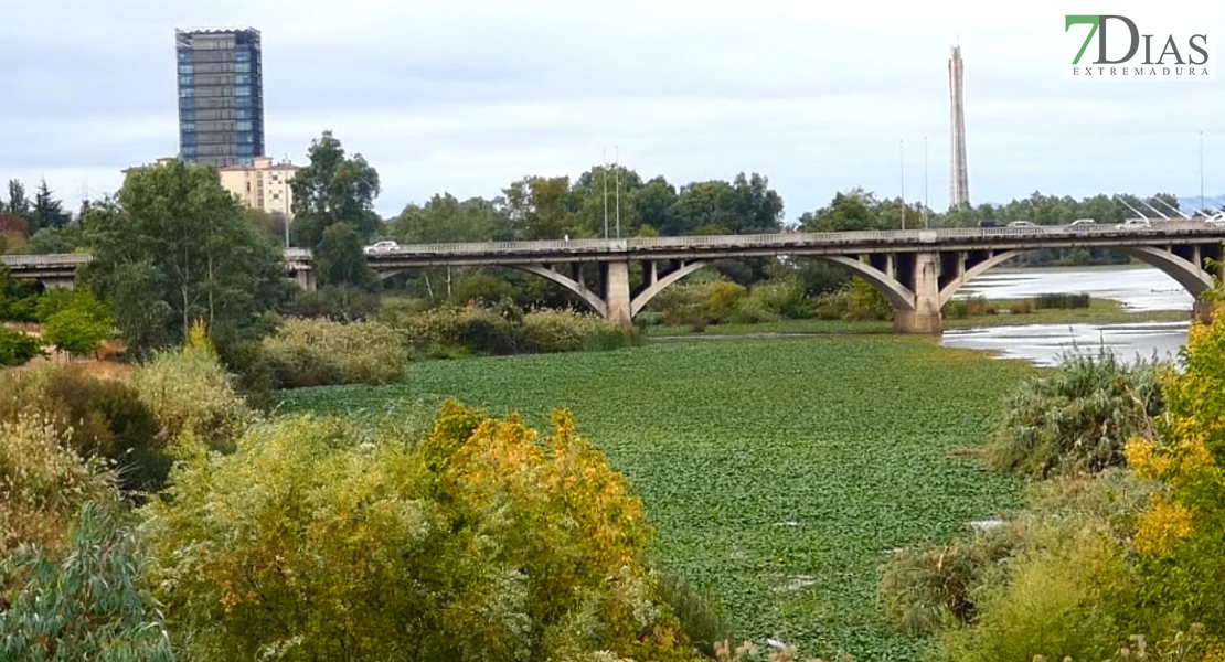 La CHG desmiente que hayan eliminado el nenúfar en Mérida y en Badajoz no