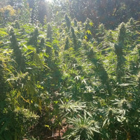 Localizan una plantación de marihuana con plantas de grandes dimensiones en Extremadura