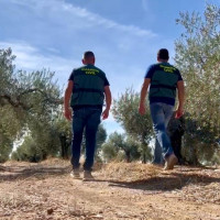 Operación MASLINE en Extremadura: varios detenidos por el hurto de 5.000 kilos de aceitunas