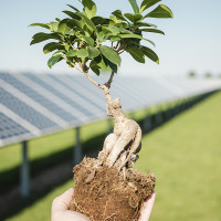 ¿Están de acuerdo los españoles en utilizar el suelo agrícola para las plantas solares?